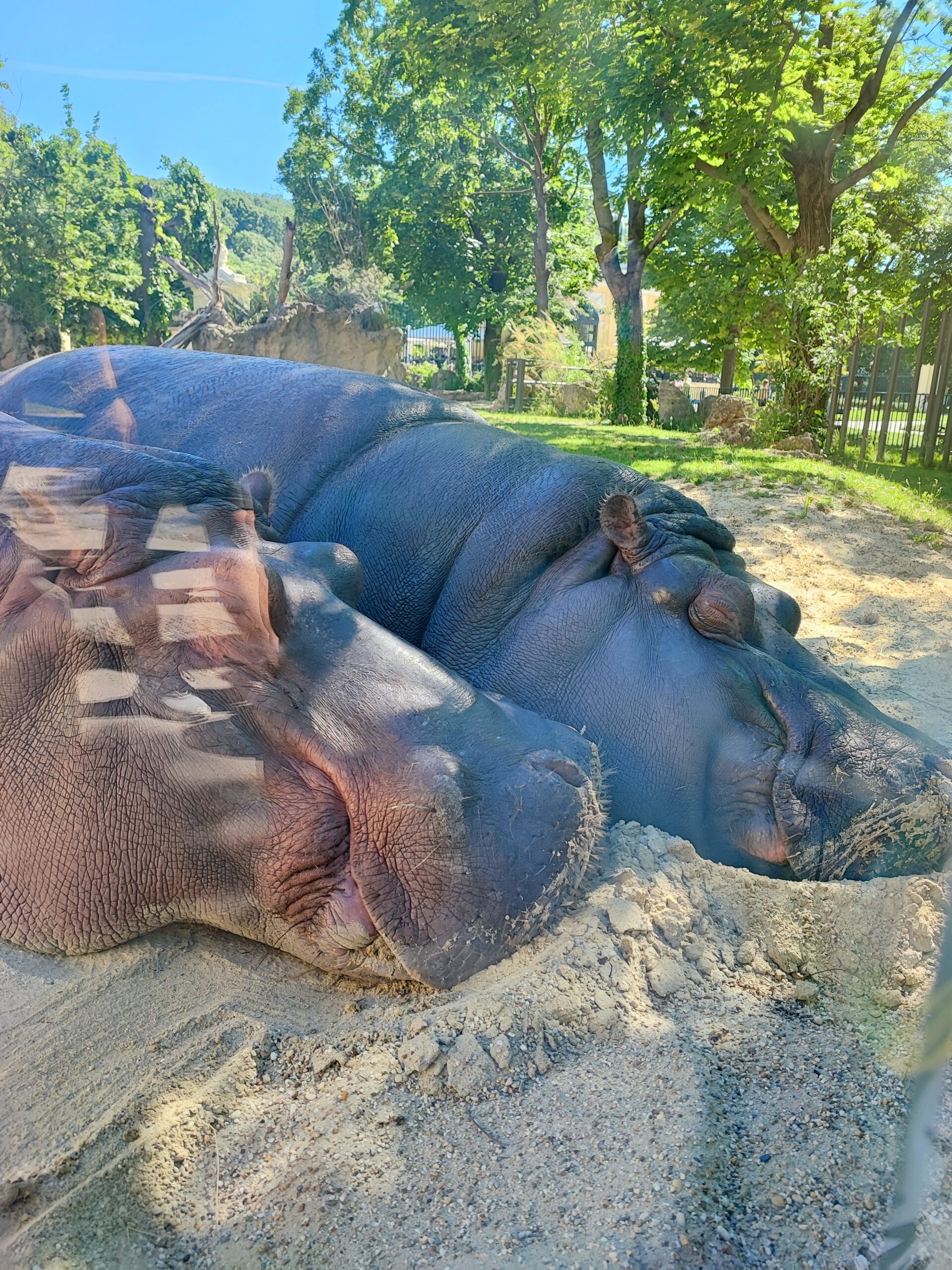 Povodni konji, živalski vrt Dunaj, Vienna, Dunaj živalski vrst, ZOO Dunaj, Dunaj ZOO, Dunaj živalski vrt, nilski konj, schonbrunn zoo, tiergarten vienna, wien, wien zoo, zoo schonbrunn, kam za prvi maj, družinske počitnice, družinsko potovanje, izlet v avstrijo, avstrija, dunaj avstrija, dunaj znamenitosti, dunaj ljubljana, kam za prvi maj, prvomajske počitnice