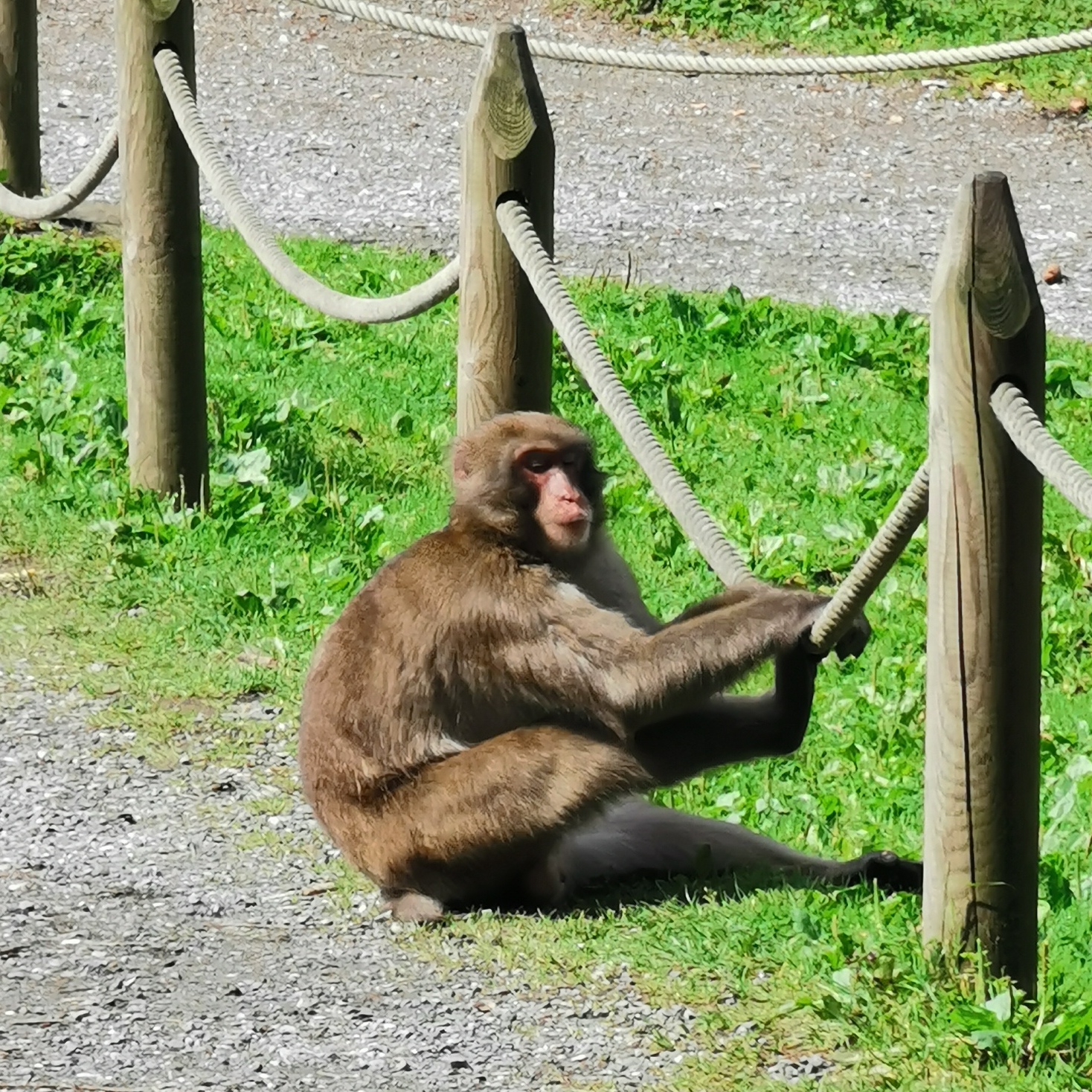 Affenberg opičja gora Avstrija, Landskron, opice v Avstriji, potovanje v avstrijo, izlet v avstrijo, kam za prvi maj, prvi maj 2023, prvomajske počitnice, počitnice, šolske počitnice, enodnevni izlet, ideje za izlet, družinski izleti, izleti za en dan, izlet v avstrijo, avstrija opice, opičja gora, affenberg opičja gora, affenberg, landskron avstrija, kje je opičja gora, affenberg vstopnina, kam za 1 maj, kam za prvi maj 2023, prvomajske počitnice 2023, šolske počitnice 2023, družinski izlet, zoo avstrija, živalski vrt avstrija, opice avstrija