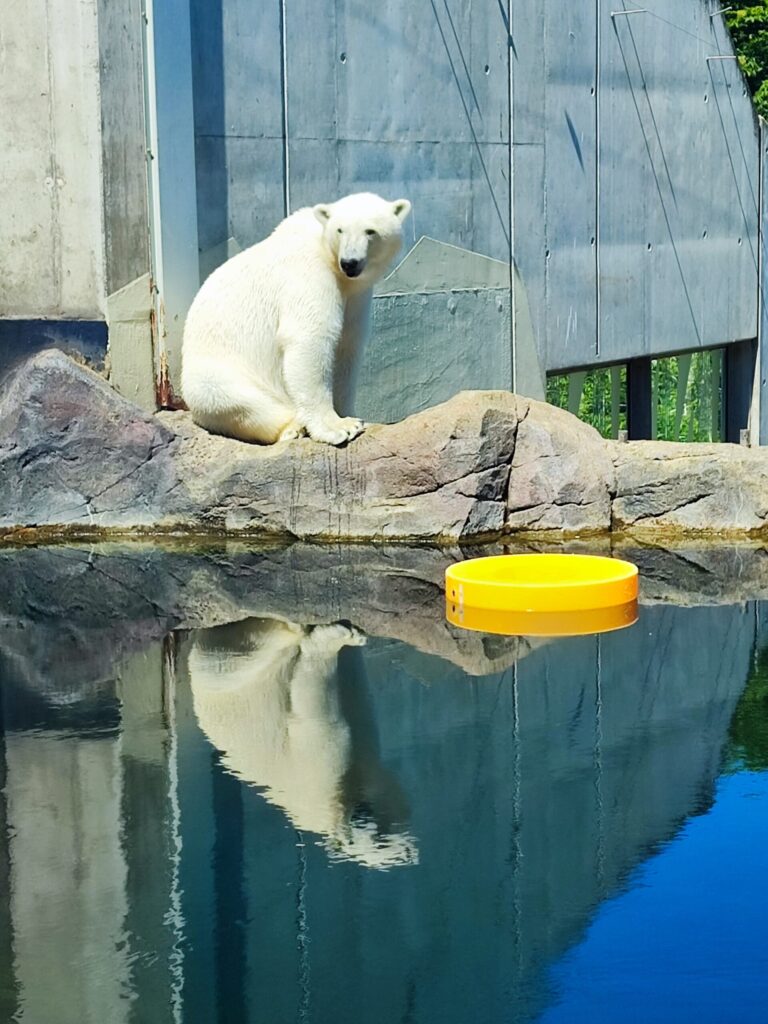 Povodni konji, živalski vrt Dunaj, Vienna, Dunaj živalski vrst, ZOO Dunaj, Dunaj ZOO, Dunaj živalski vrt, nilski konj, schonbrunn zoo, tiergarten vienna, wien, wien zoo, zoo schonbrunn, kam za prvi maj, družinske počitnice, družinsko potovanje, izlet v avstrijo, avstrija, dunaj avstrija, dunaj znamenitosti, dunaj ljubljana, kam za prvi maj, prvomajske počitnice