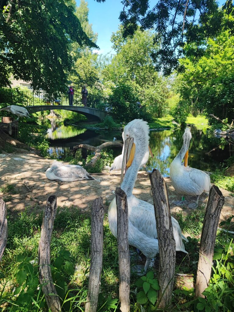 Povodni konji, živalski vrt Dunaj, Vienna, Dunaj živalski vrst, ZOO Dunaj, Dunaj ZOO, Dunaj živalski vrt, nilski konj, schonbrunn zoo, tiergarten vienna, wien, wien zoo, zoo schonbrunn, kam za prvi maj, družinske počitnice, družinsko potovanje, izlet v avstrijo, avstrija, dunaj avstrija, dunaj znamenitosti, dunaj ljubljana, kam za prvi maj, prvomajske počitnice